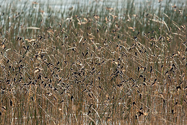 Uferschwalbe (Riparia riparia)