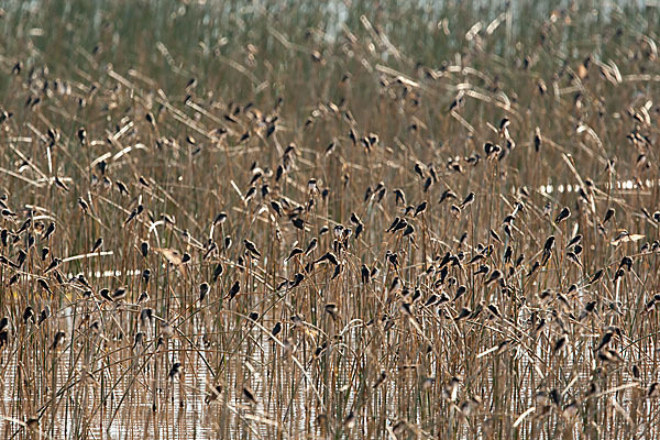 Uferschwalbe (Riparia riparia)