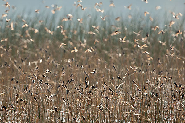 Uferschwalbe (Riparia riparia)