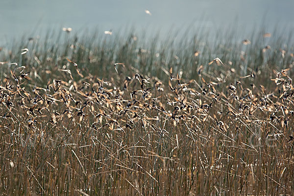 Uferschwalbe (Riparia riparia)