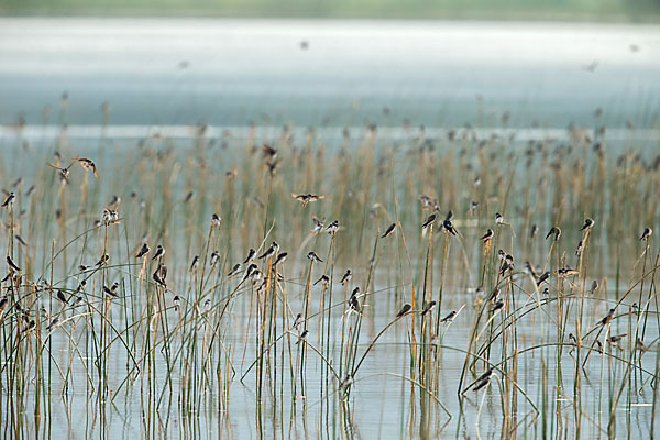 Uferschwalbe (Riparia riparia)