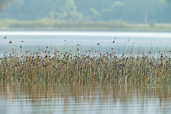 Uferschwalbe (Riparia riparia)