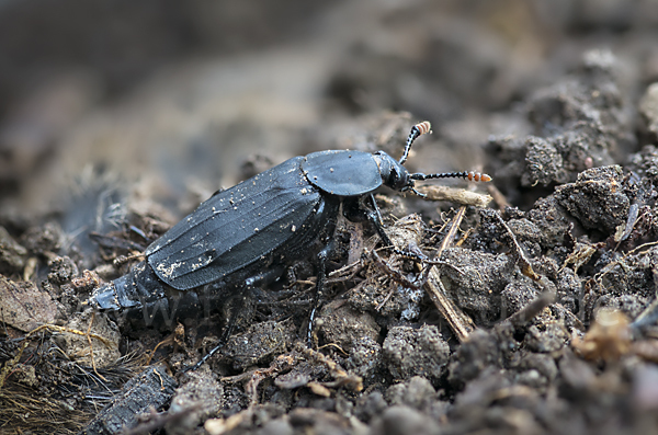 Ufertotengräber (Necrodes littoralis)