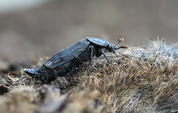 Ufertotengräber (Necrodes littoralis)