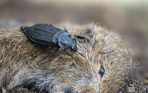 Ufertotengräber (Necrodes littoralis)