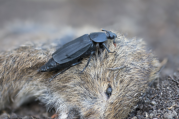 Ufertotengräber (Necrodes littoralis)