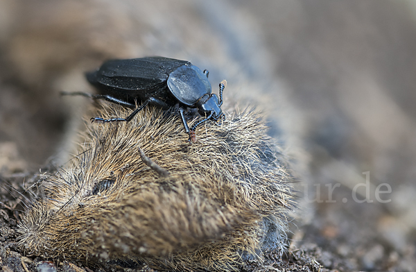 Ufertotengräber (Necrodes littoralis)