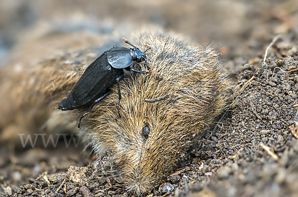 Ufertotengräber (Necrodes littoralis)