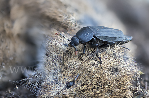 Ufertotengräber (Necrodes littoralis)