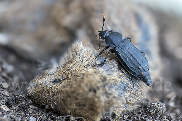 Ufertotengräber (Necrodes littoralis)