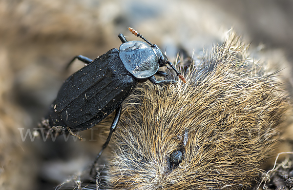 Ufertotengräber (Necrodes littoralis)