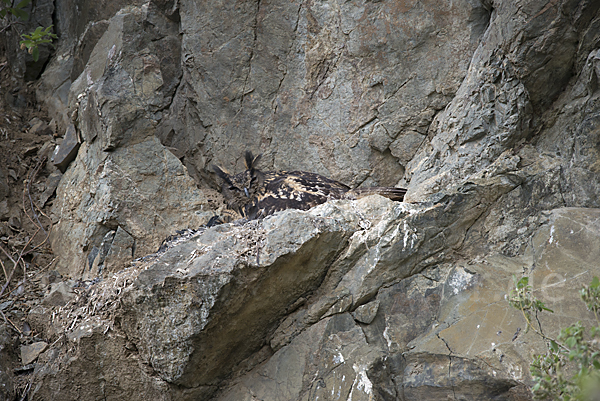 Uhu (Bubo bubo)