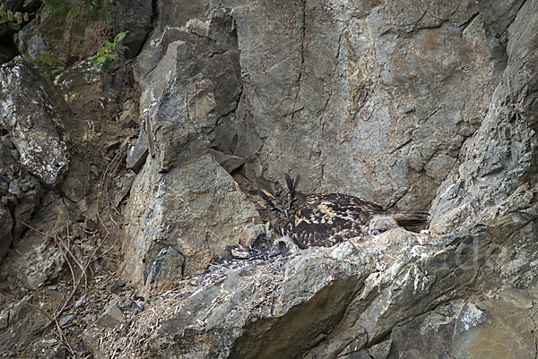 Uhu (Bubo bubo)