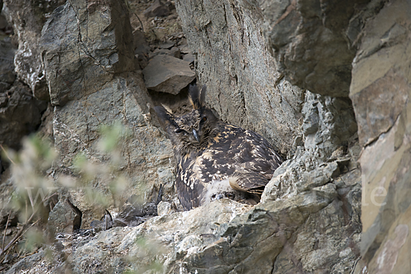 Uhu (Bubo bubo)