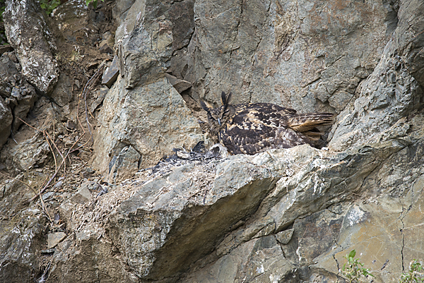 Uhu (Bubo bubo)