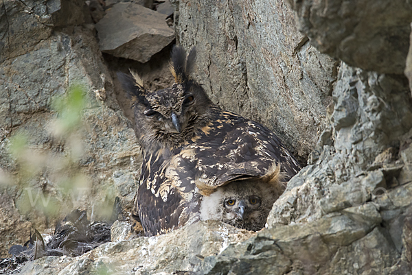 Uhu (Bubo bubo)