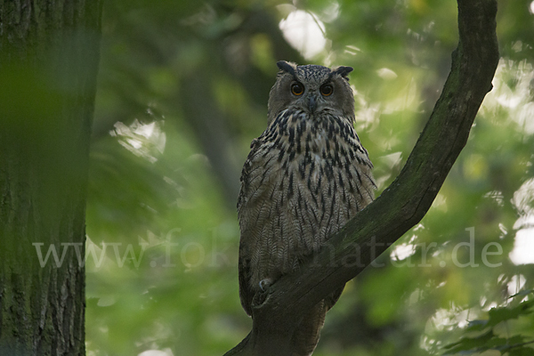 Uhu (Bubo bubo)