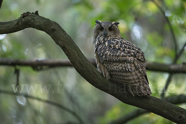 Uhu (Bubo bubo)