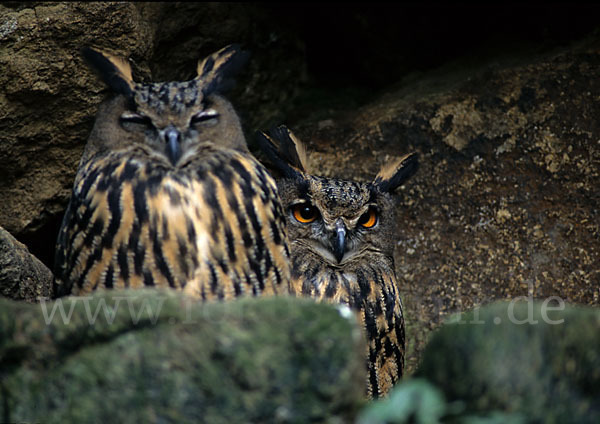 Uhu (Bubo bubo)