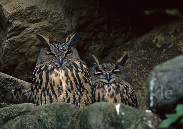 Uhu (Bubo bubo)