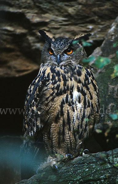 Uhu (Bubo bubo)