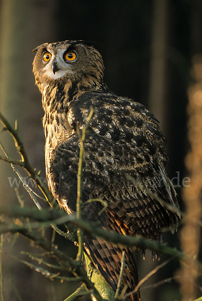 Uhu (Bubo bubo)