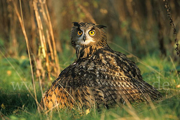 Uhu (Bubo bubo)