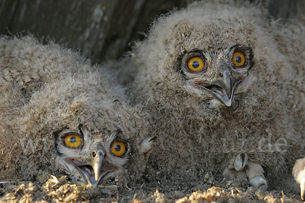 Uhu (Bubo bubo)