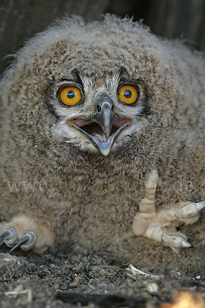 Uhu (Bubo bubo)