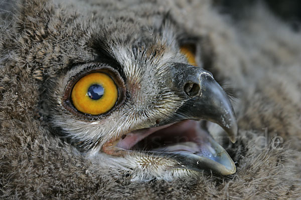 Uhu (Bubo bubo)