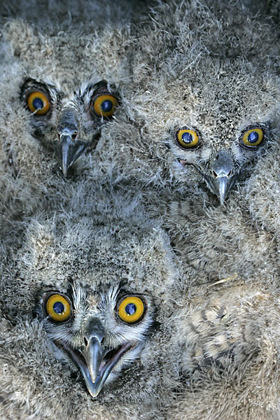 Uhu (Bubo bubo)