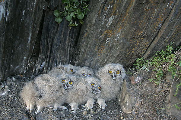 Uhu (Bubo bubo)