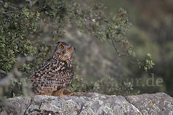 Uhu (Bubo bubo)