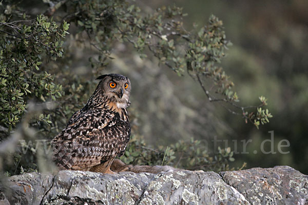 Uhu (Bubo bubo)