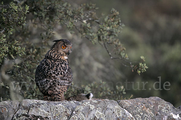 Uhu (Bubo bubo)