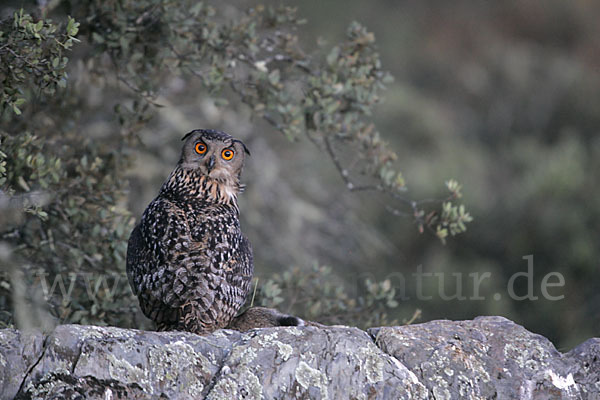 Uhu (Bubo bubo)