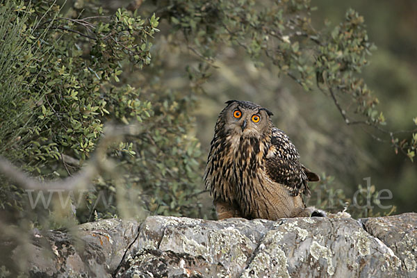 Uhu (Bubo bubo)