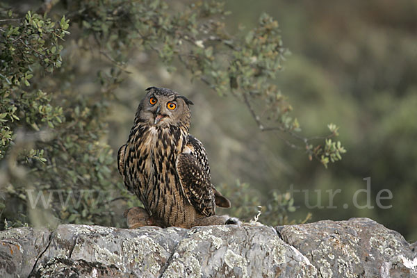 Uhu (Bubo bubo)