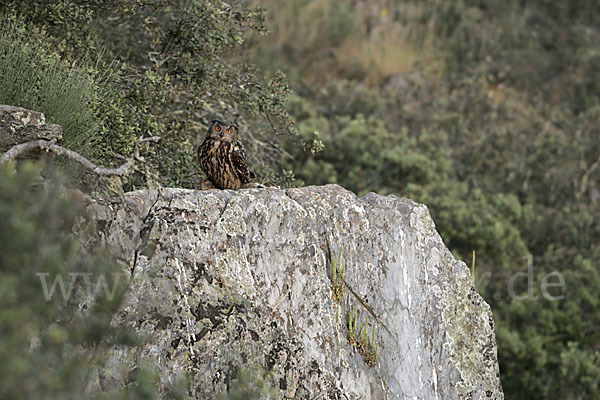 Uhu (Bubo bubo)