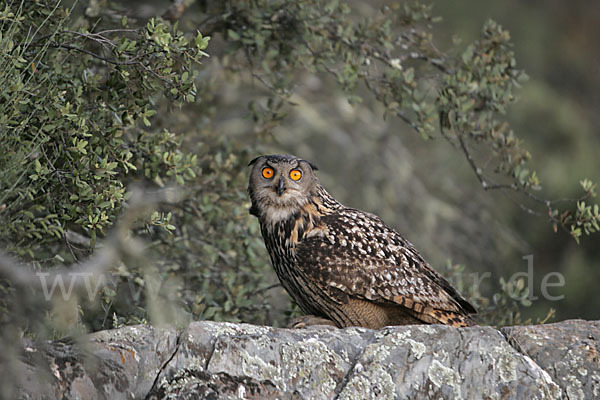 Uhu (Bubo bubo)