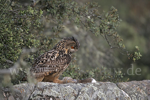 Uhu (Bubo bubo)