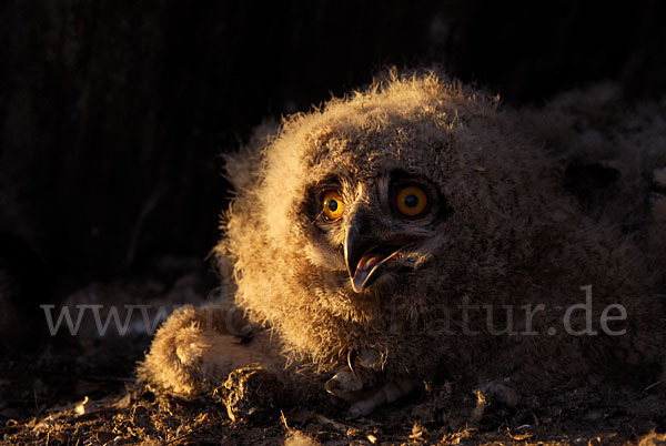 Uhu (Bubo bubo)