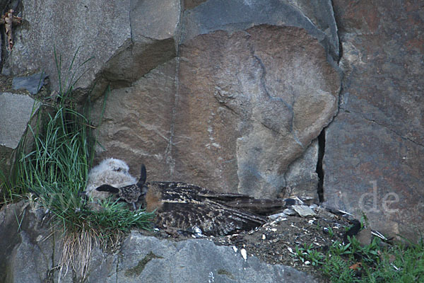 Uhu (Bubo bubo)