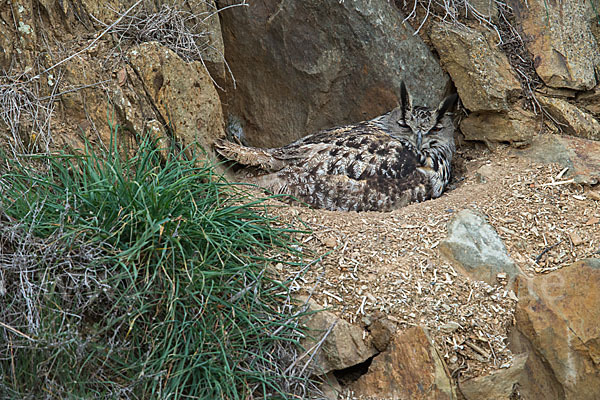 Uhu (Bubo bubo)