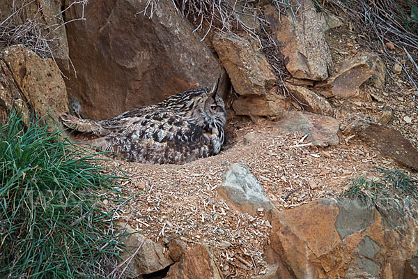 Uhu (Bubo bubo)