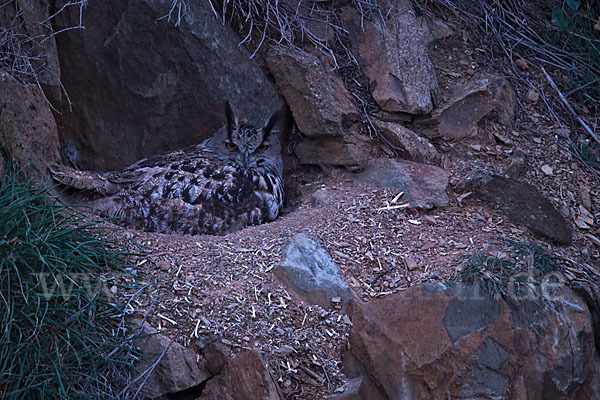 Uhu (Bubo bubo)