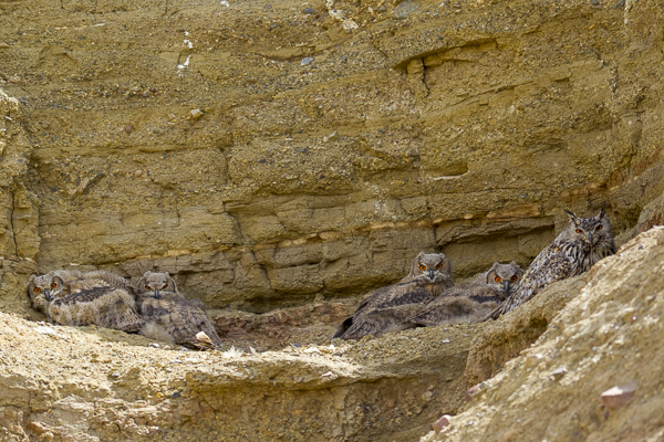 Uhu spec (Bubo bubo dauricus)