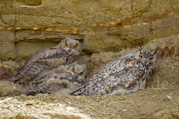 Uhu spec (Bubo bubo dauricus)