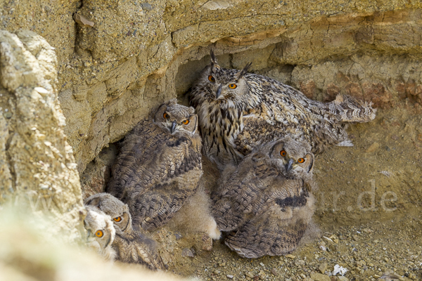 Uhu spec (Bubo bubo dauricus)