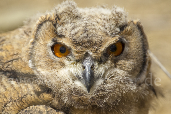 Uhu spec (Bubo bubo dauricus)